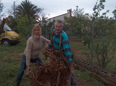 Joop en Maria ontwortelen een sinasappelboom.