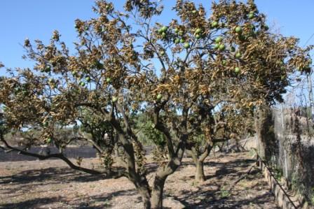 de ooit groene sinaasappelboom