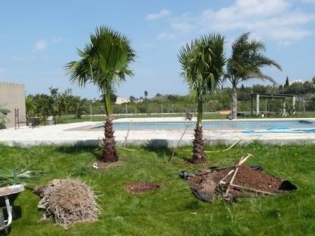 2 Washingtonia,s staan al in de grond, nu de 3e nog.