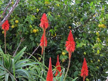 aloe-met-rode-pijlstaart