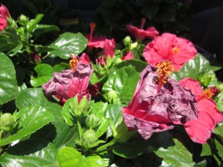 Bloemetjes in de warmte..vinden het niet leuk om lang in een gesloten auto te zitten..