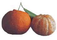 mandarina