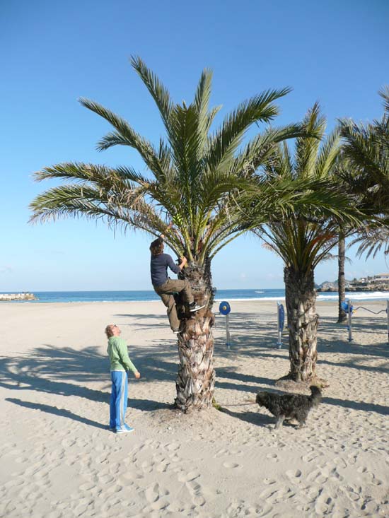 Ronan klimt in de palm om de bal van de hond eruit te halen, die een vrouw er had ingegooid.