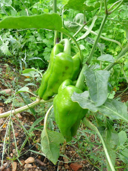 paprika... nog even groeien