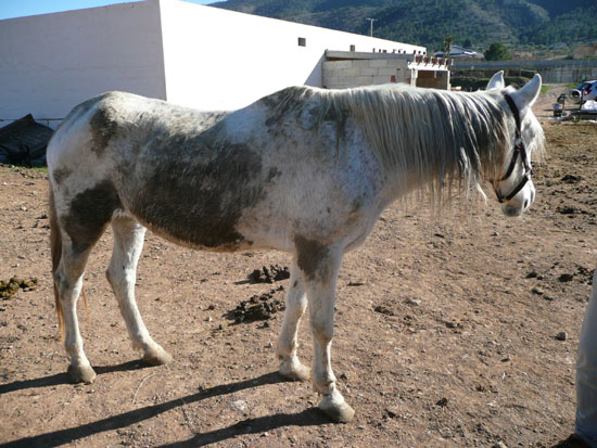 Dit paard is vastgebonden geweest aan zijn poot, je kunt de sporen nog zien. Hij is ook gewend om in de poep te liggen, dat doet hij nu nog..