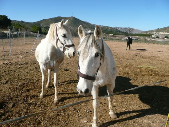 Deze 2 paarden gaan naar een barones in Nederland.